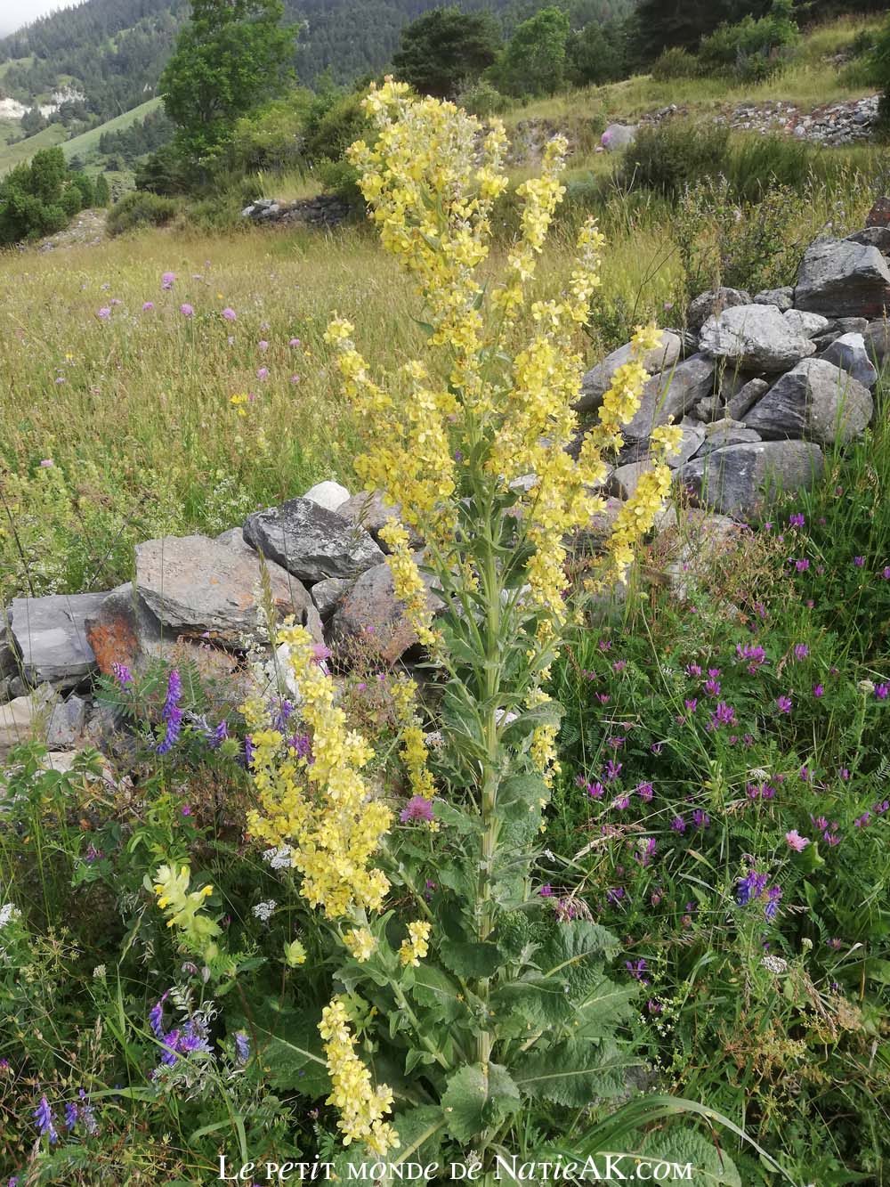 flore à découvrir sur les forts de l'Esseillon
