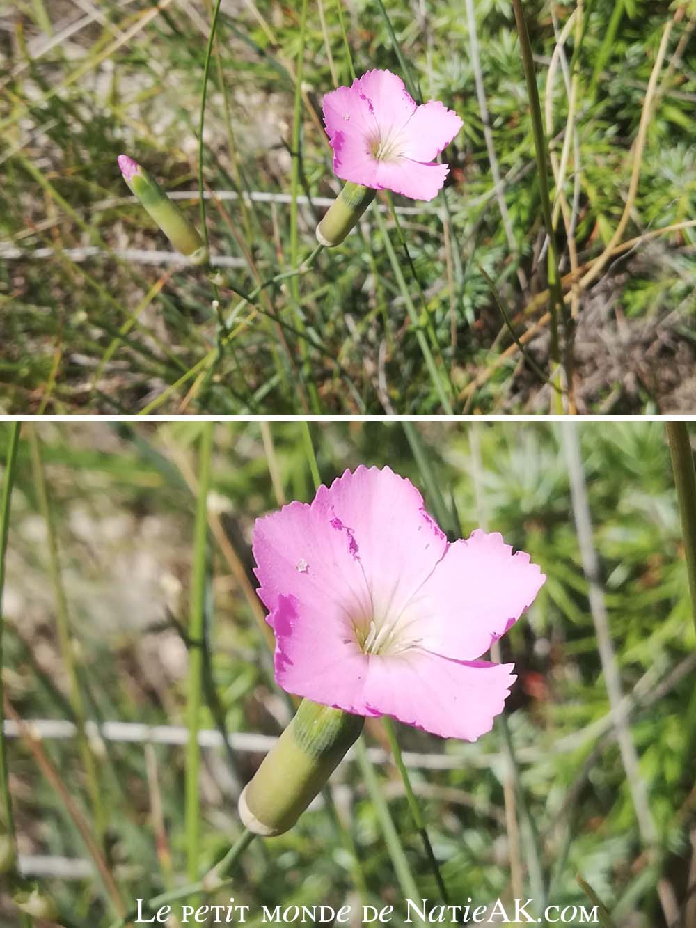 oeillet des rochets , fleurs de Savoie