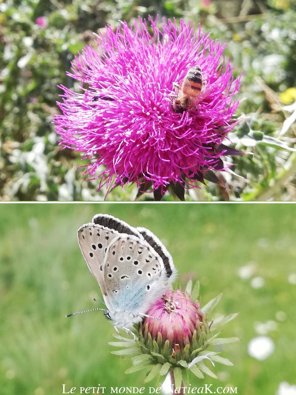 Faune et flore du massif de la Vanoise chardon penché fort de l'esseillon, savoie
