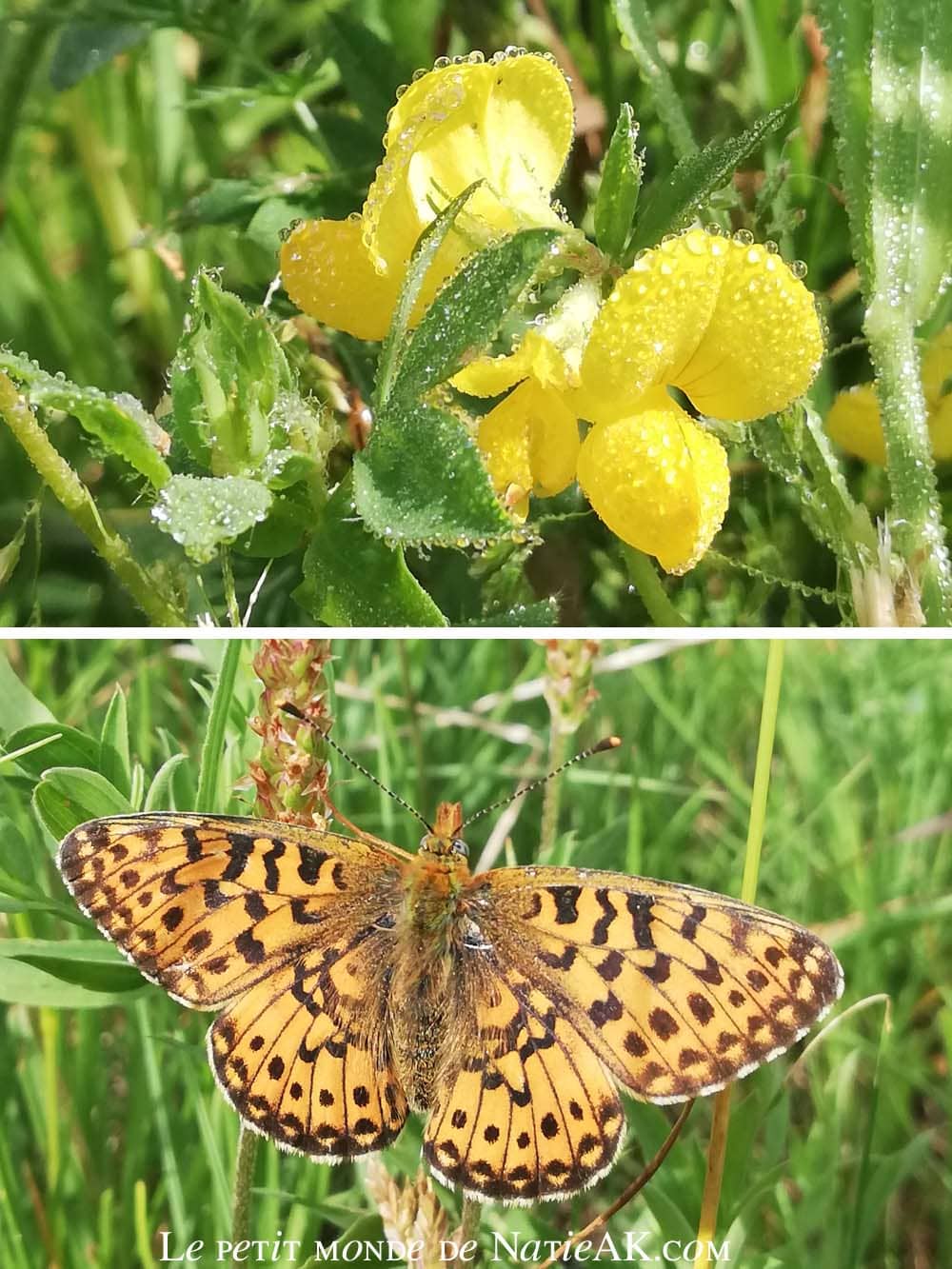 fleurs jaunes avec rosées du matin