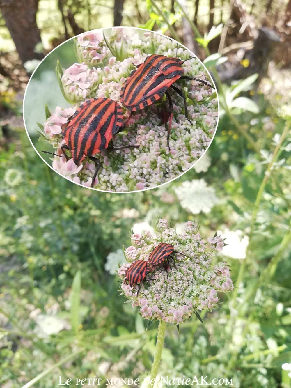 punaise arlequin, sur fleurs ombellifères, Savoie
