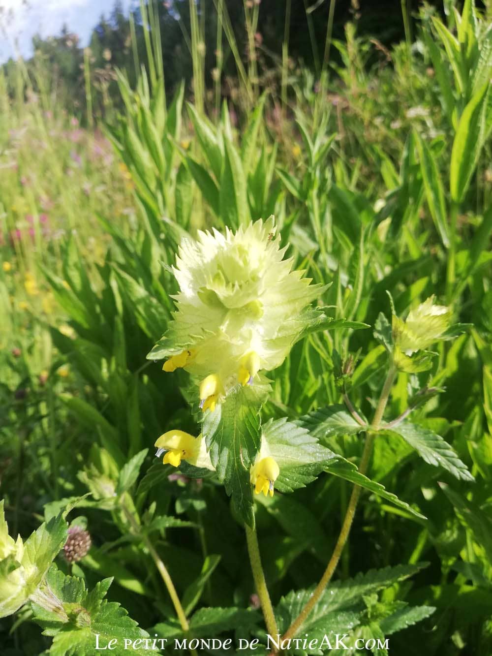 plante herbacée Rhinanthe velu, Savoie