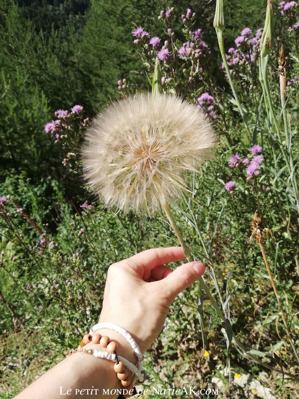 Faune et flore du massif de la Vanoisev Salsifis des pres ou majeur, parc de la vanoise