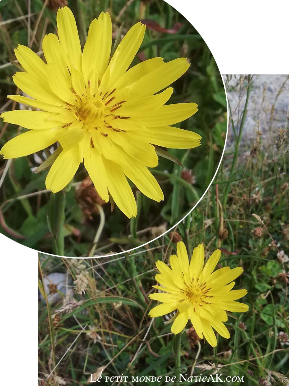 salsifis des pres Parc de la Vanoise Savoie