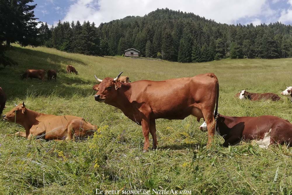 Faune et flore du massif de la Vanoisevrandonnée autour du village d'Aussois