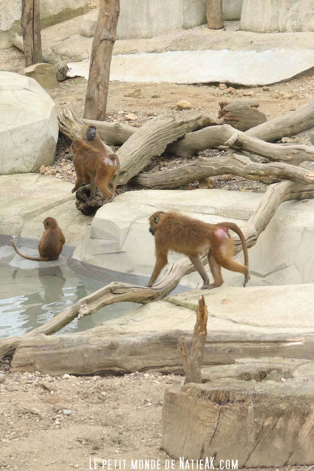 Babouin de guinée Parc zoologique Paris