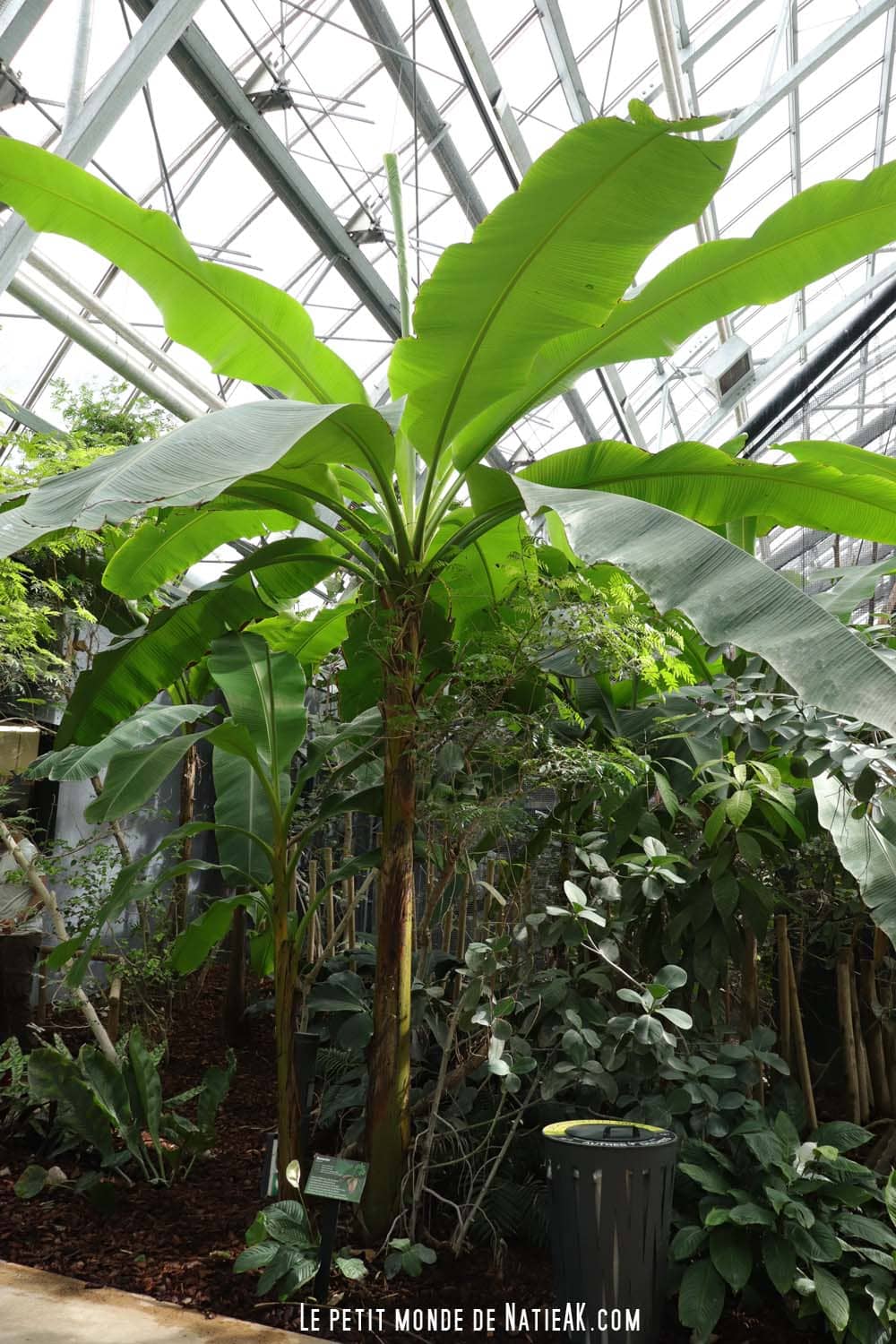 végétation tropicale