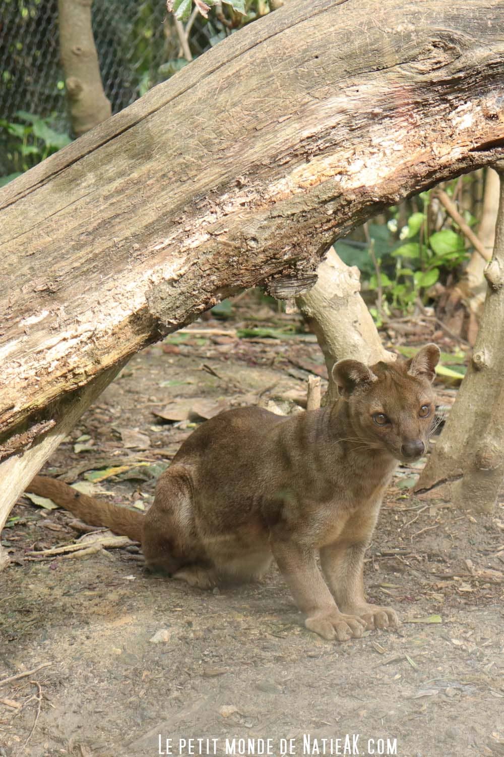 fossa