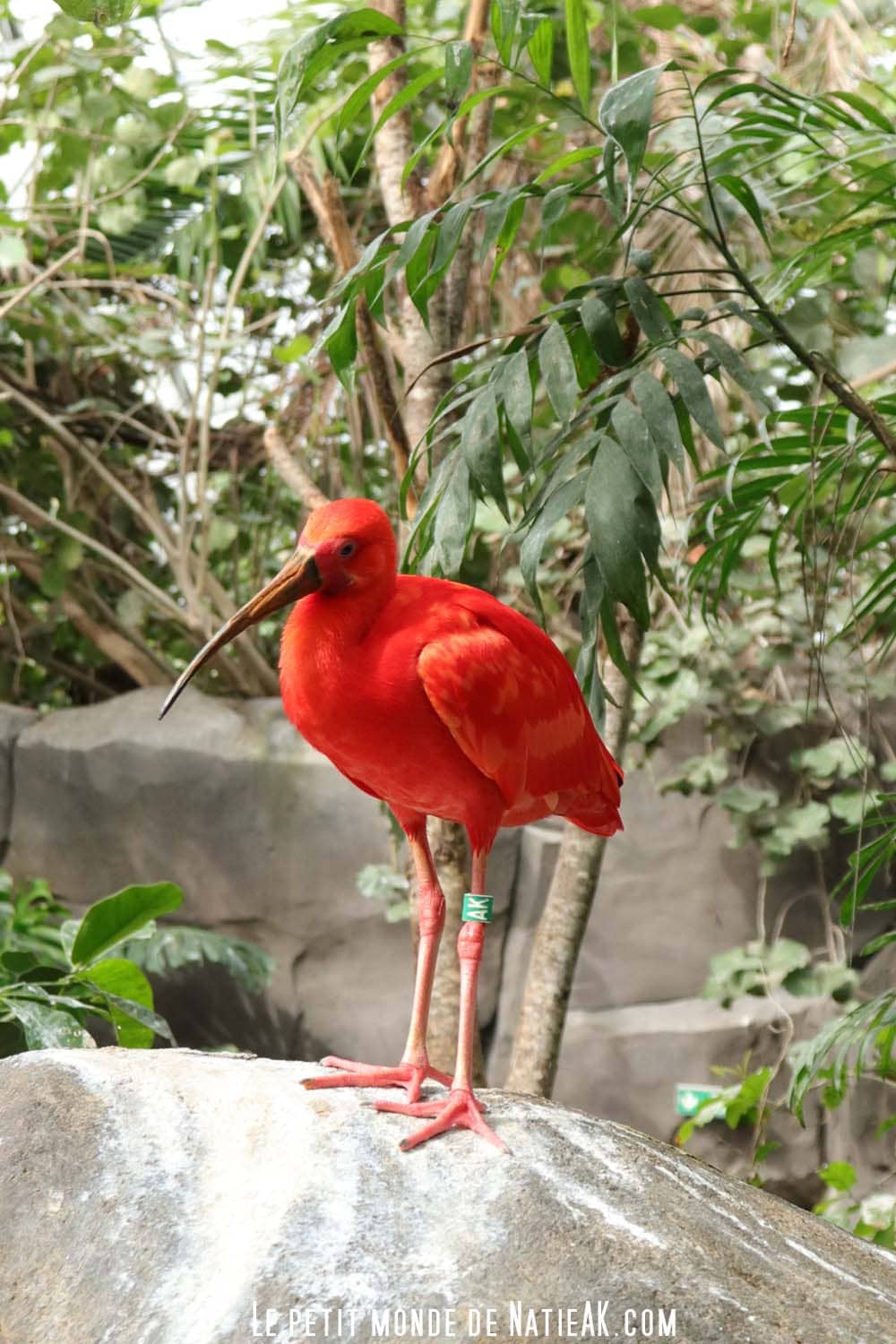 ibis rouge zoo de Vincennes