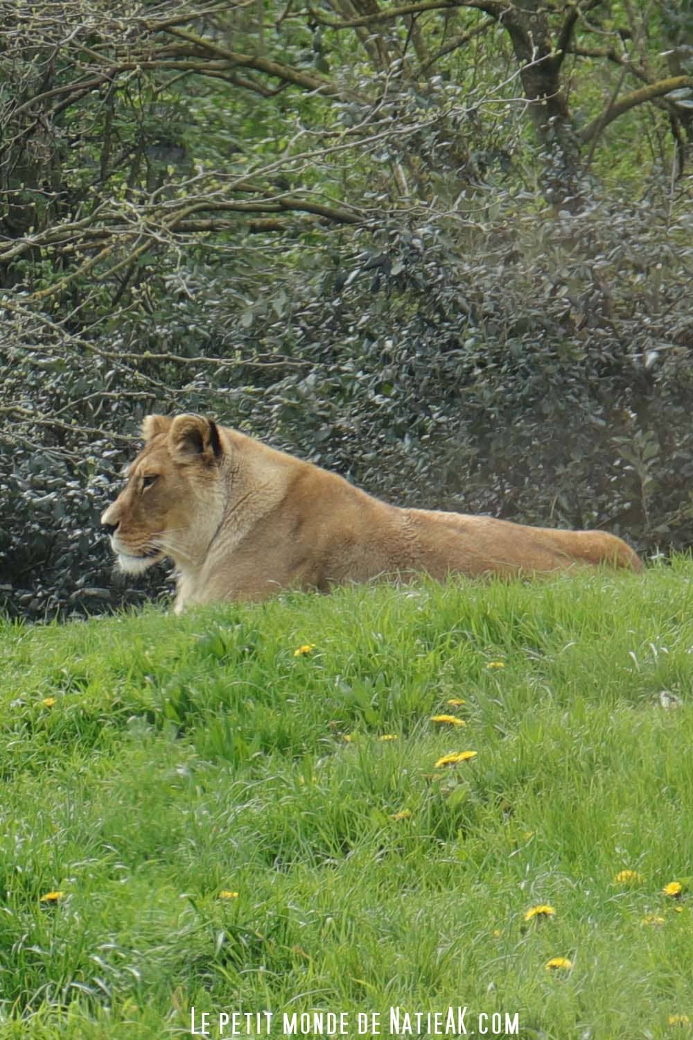 lionne Idée de sortie : Parc zoologique