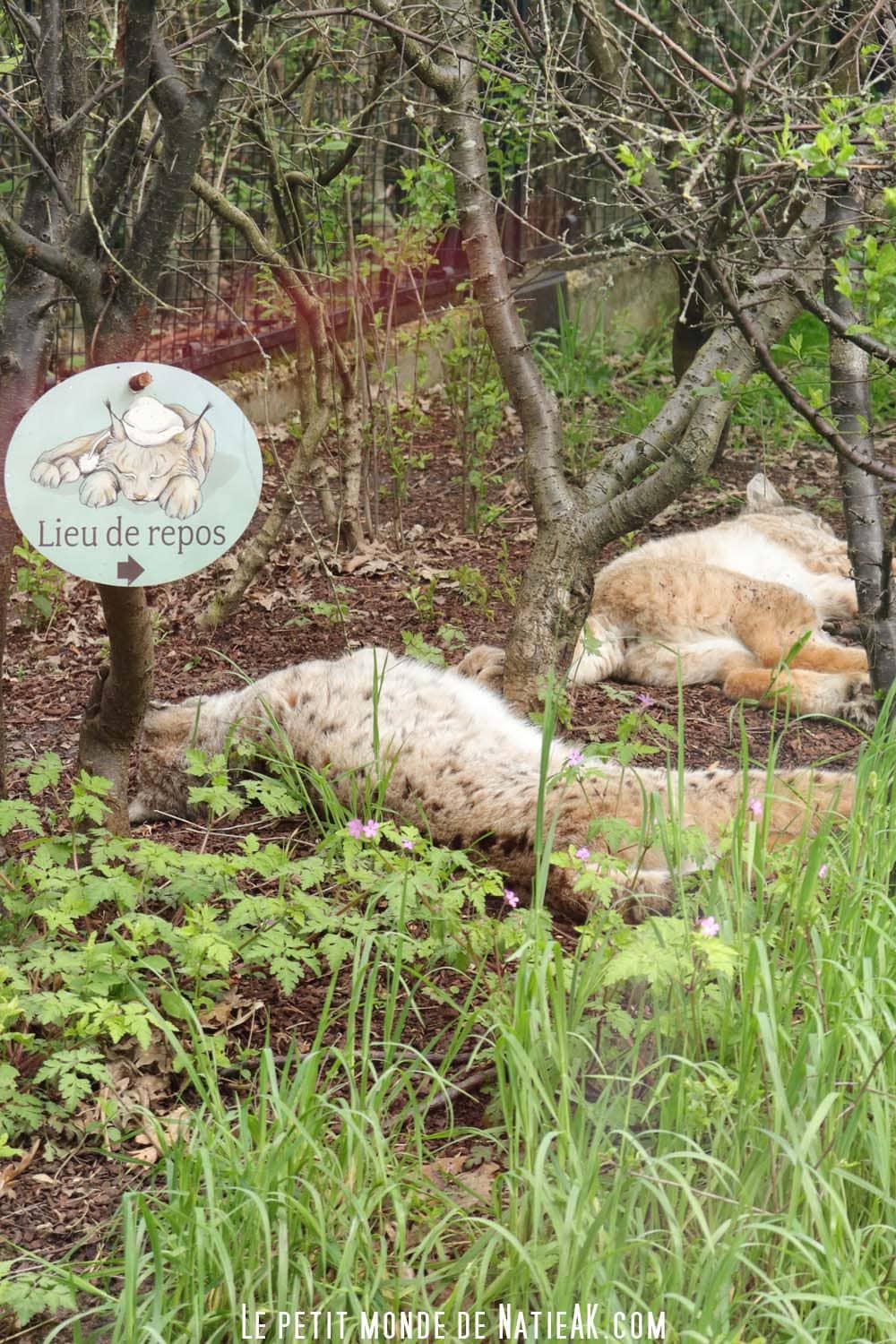 Lynx d'Europe Zoo de vincennes