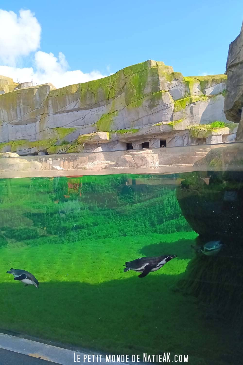 manchons zoo de Vincennes