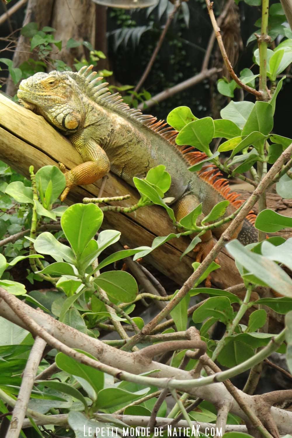 lézard à crête Idée de sortie : Parc zoologique