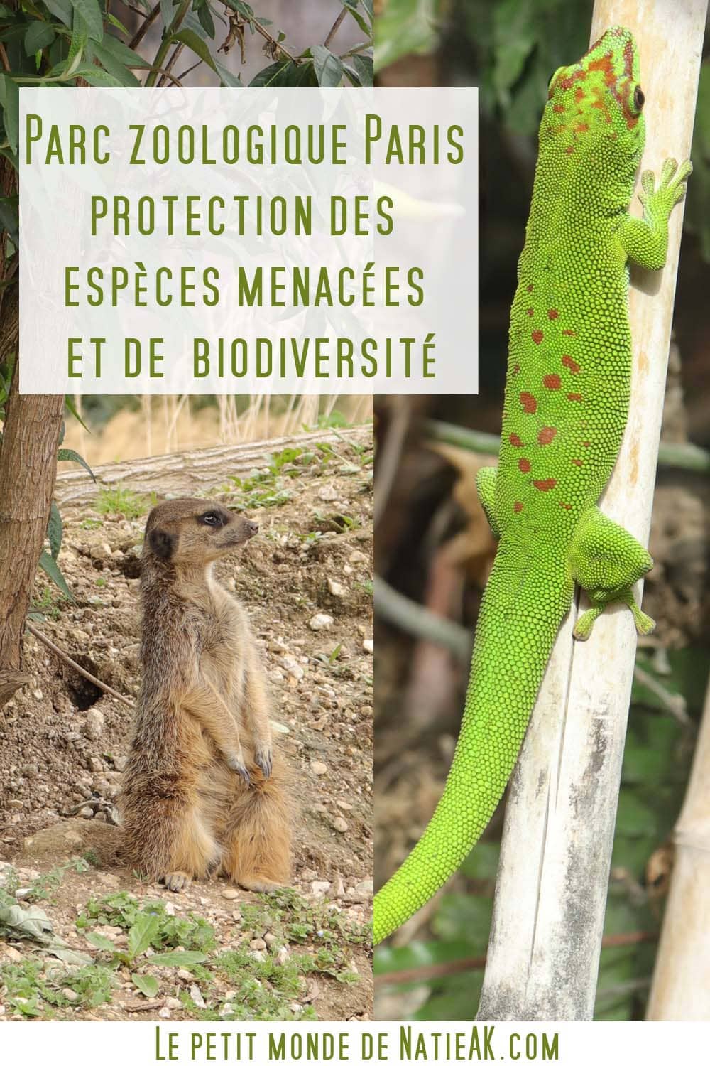 protection des animaux en danger zoo de vincennes