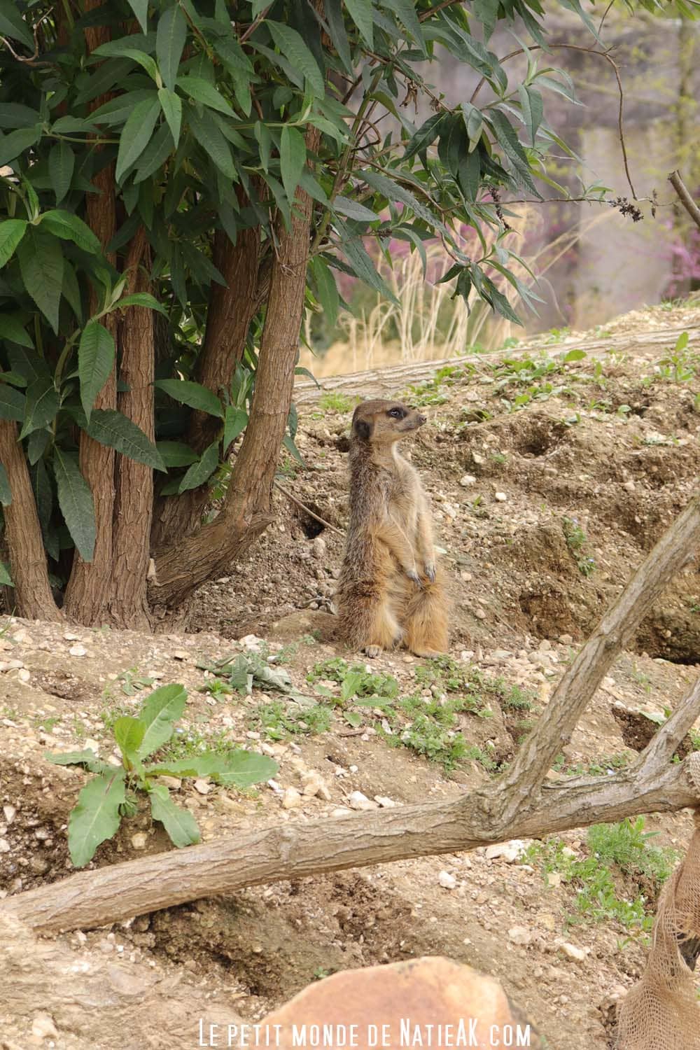 Suricate