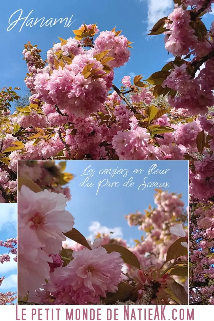 Hanami 2026 : cerisiers en fleur