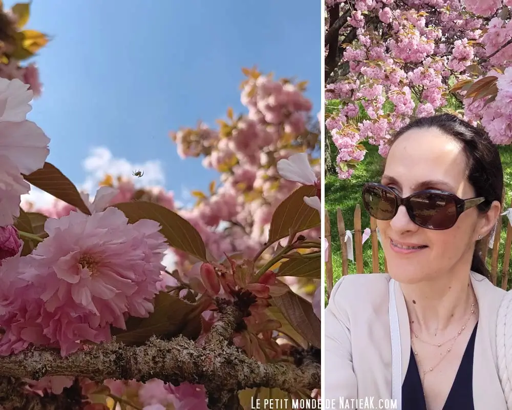 cerisiers en fleur Paris