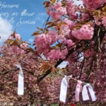 les cerisiers en fleur du parc de Sceaux