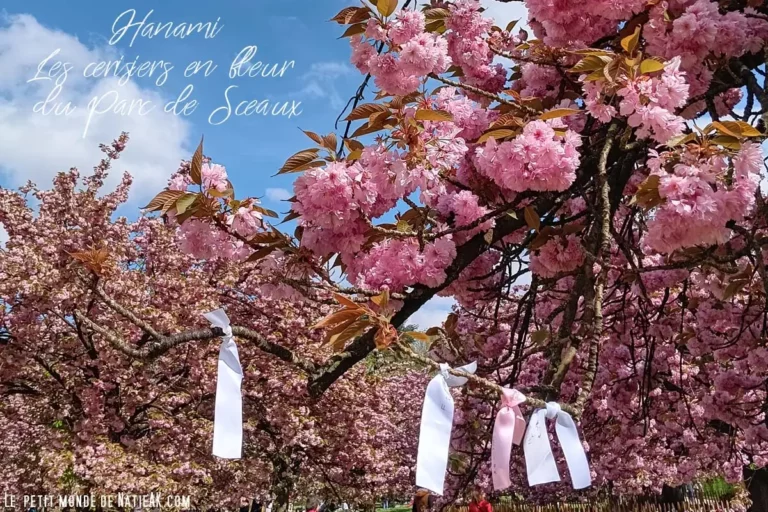 les cerisiers en fleur du parc de Sceaux